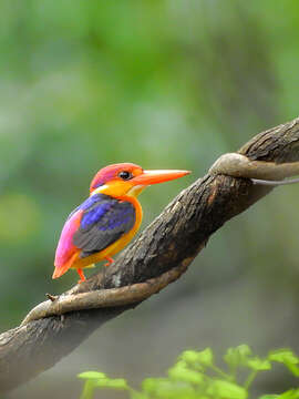 Image of Black-backed Kingfisher