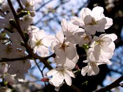 Plancia ëd Prunus yedoensis Matsum.