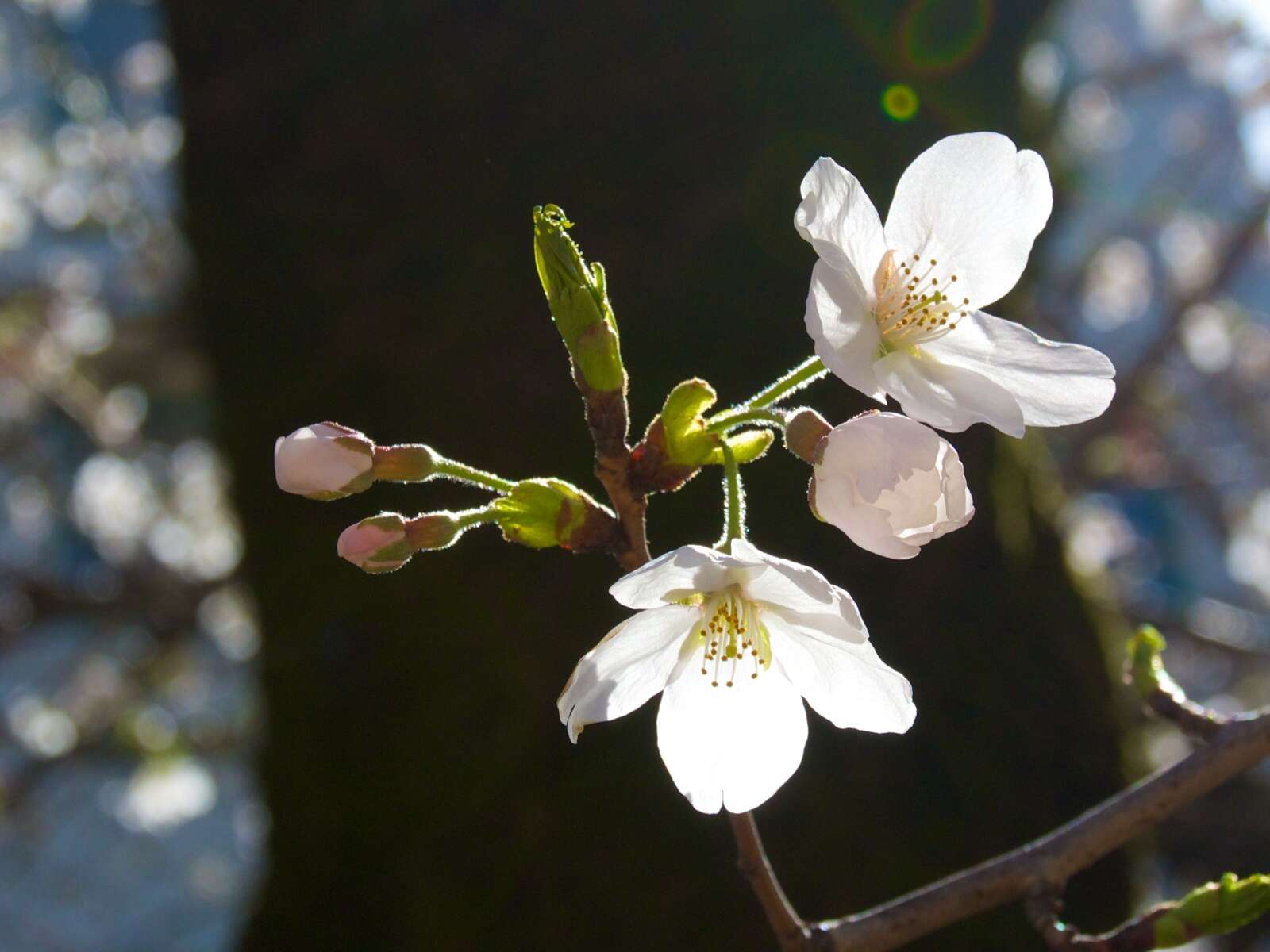 Imagem de Prunus yedoensis Matsum.