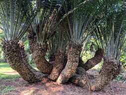 Image of Natal Cycad