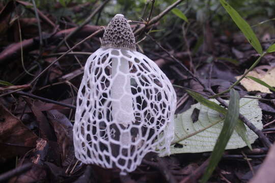 Image of Bridal veil stinkhorn