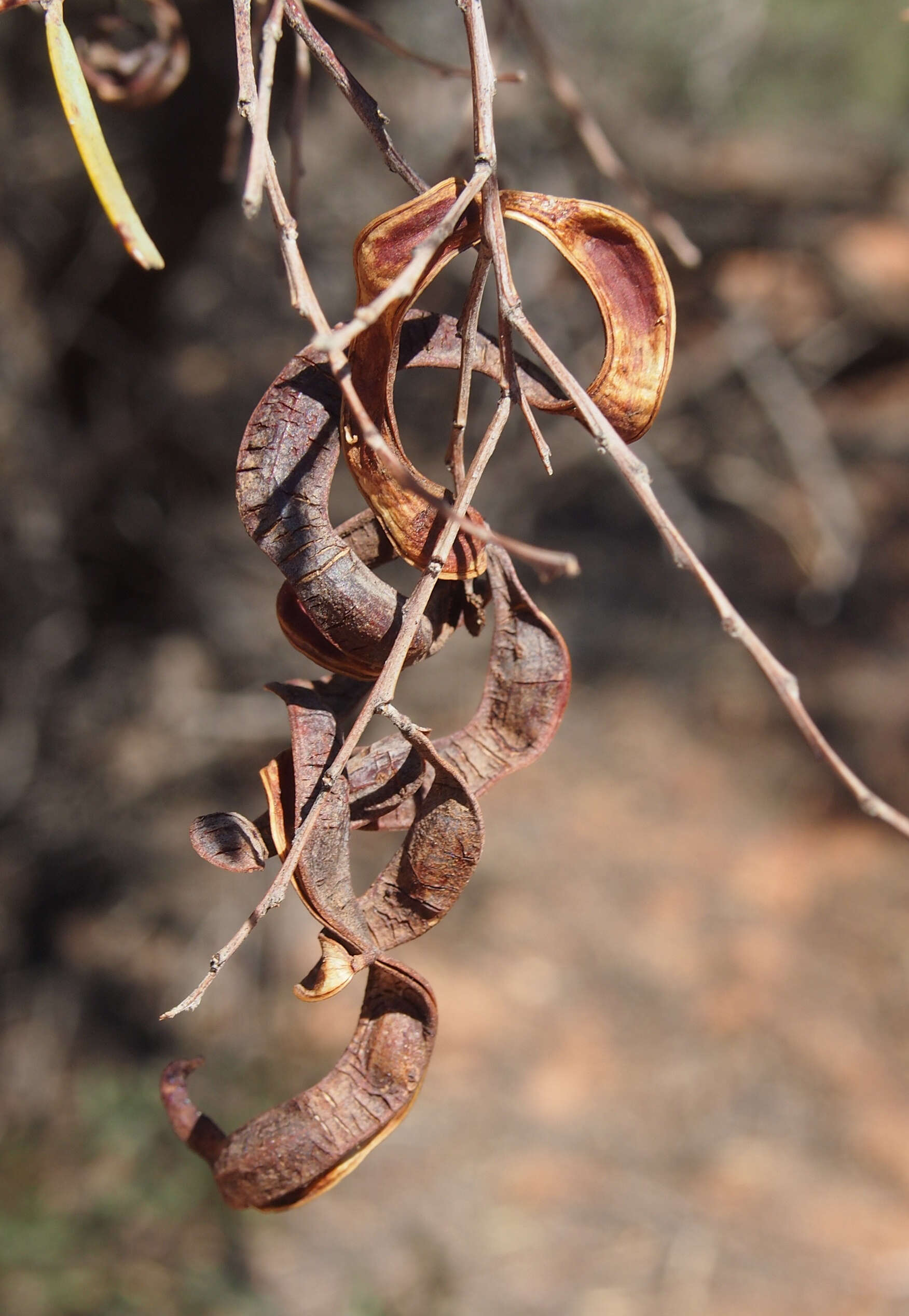 Sivun Acacia oswaldii F. Muell. kuva