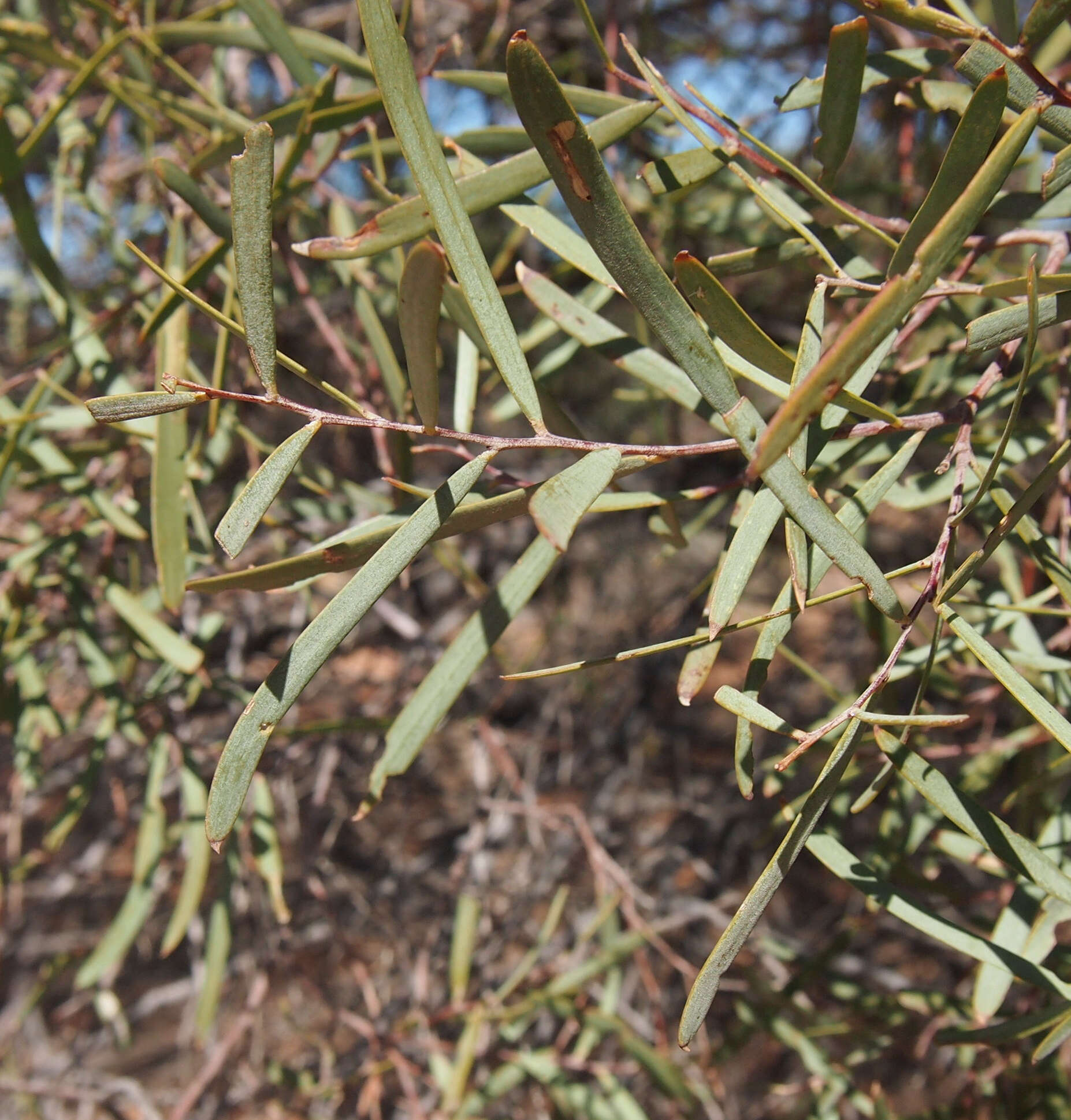 Sivun Acacia oswaldii F. Muell. kuva