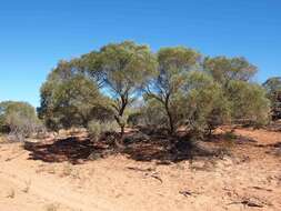 Sivun Acacia oswaldii F. Muell. kuva