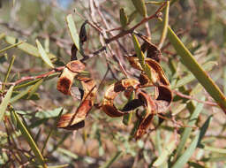 Sivun Acacia oswaldii F. Muell. kuva