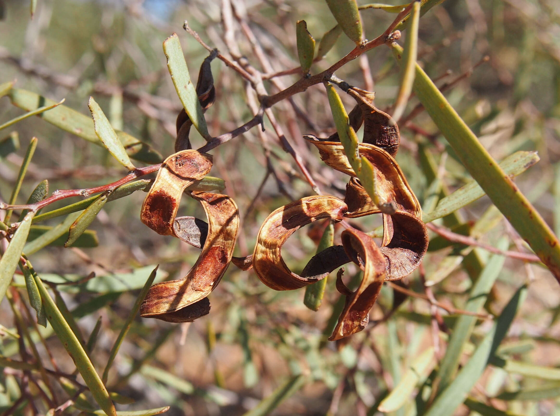 Sivun Acacia oswaldii F. Muell. kuva