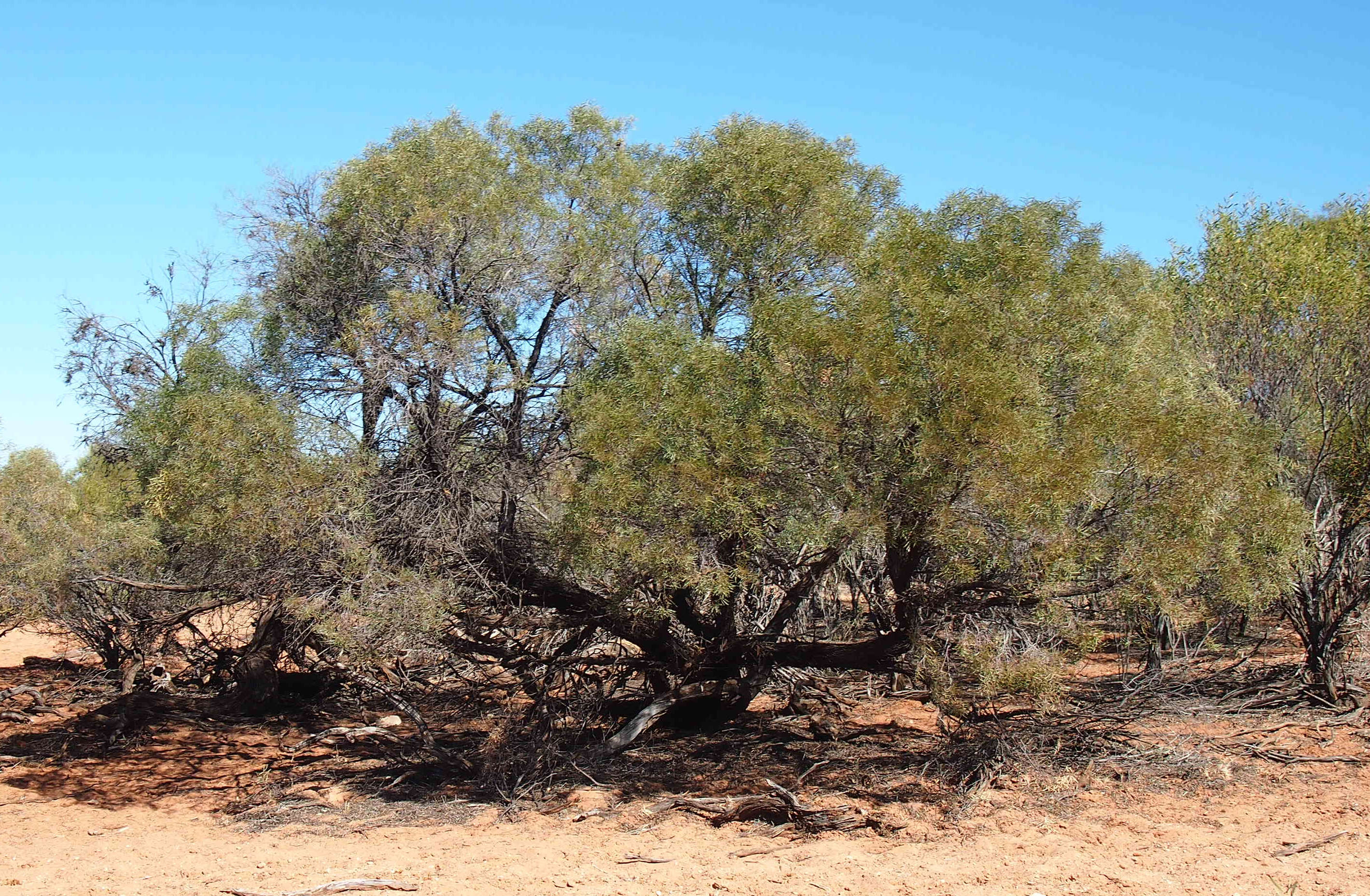 Sivun Acacia oswaldii F. Muell. kuva