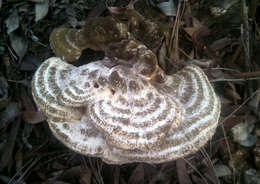 Image of Laetiporus gilbertsonii Burds. 2001