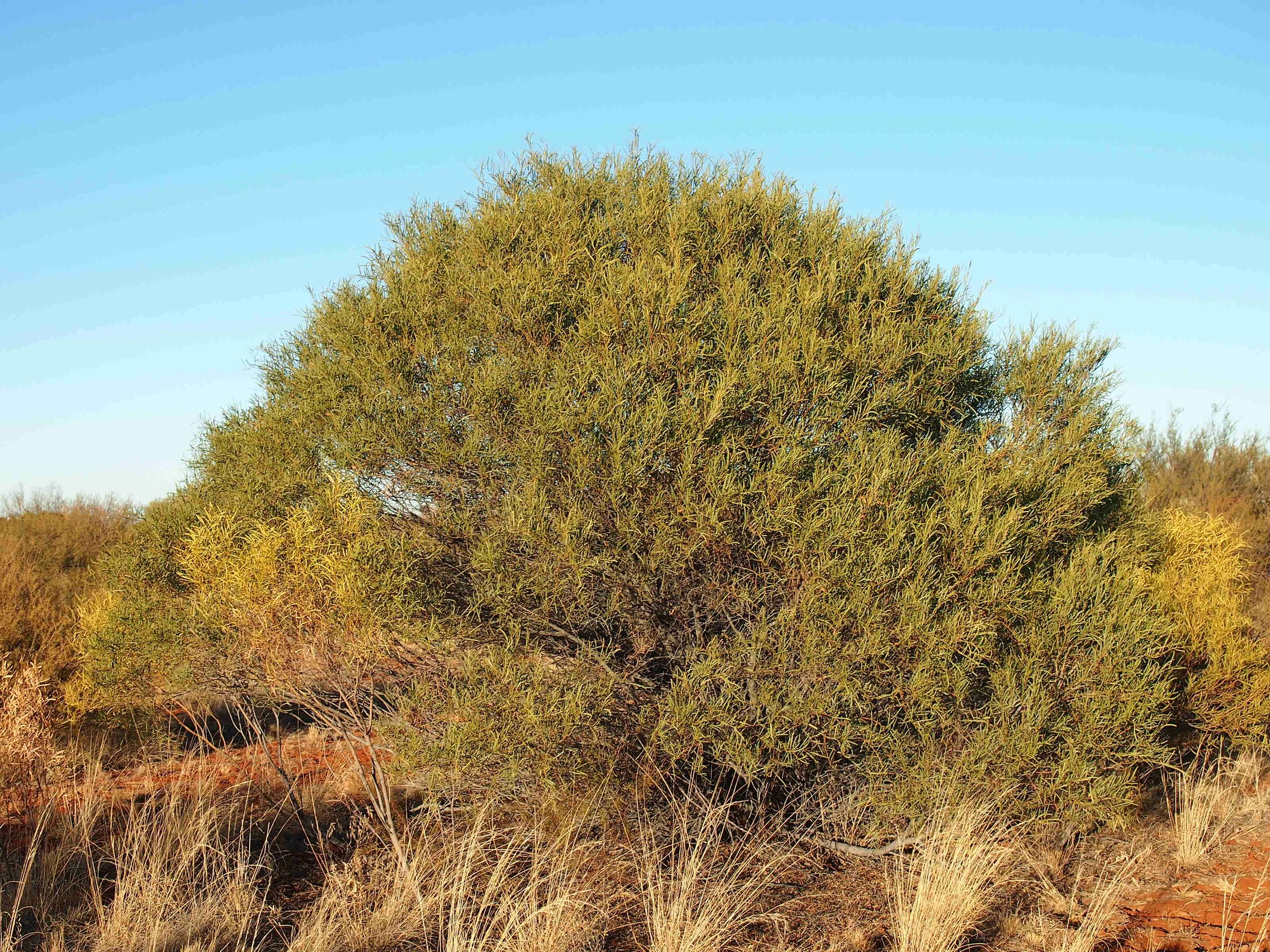 Sivun Acacia oswaldii F. Muell. kuva