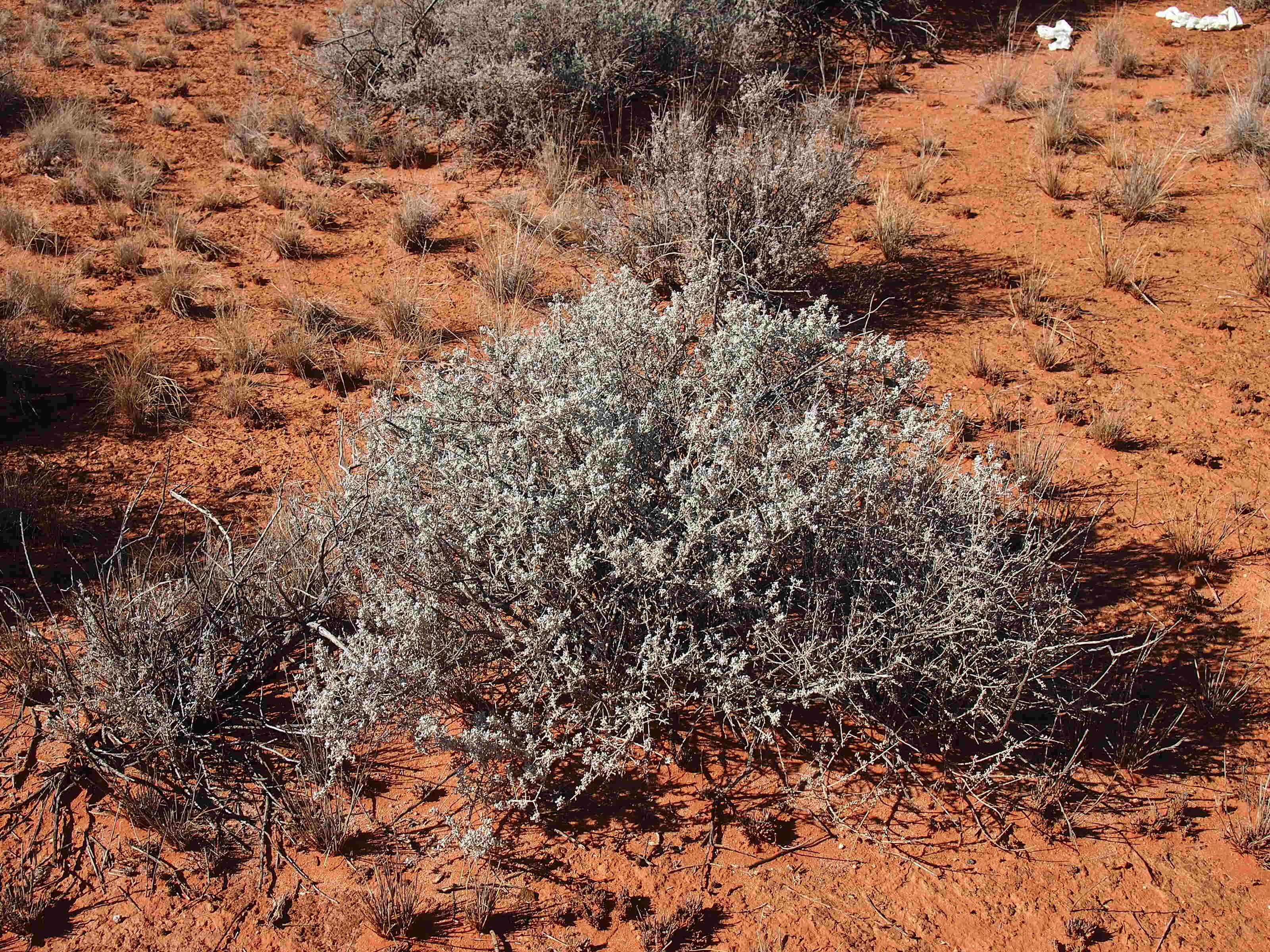 Maireana pyramidata (Benth.) P. G. Wilson resmi