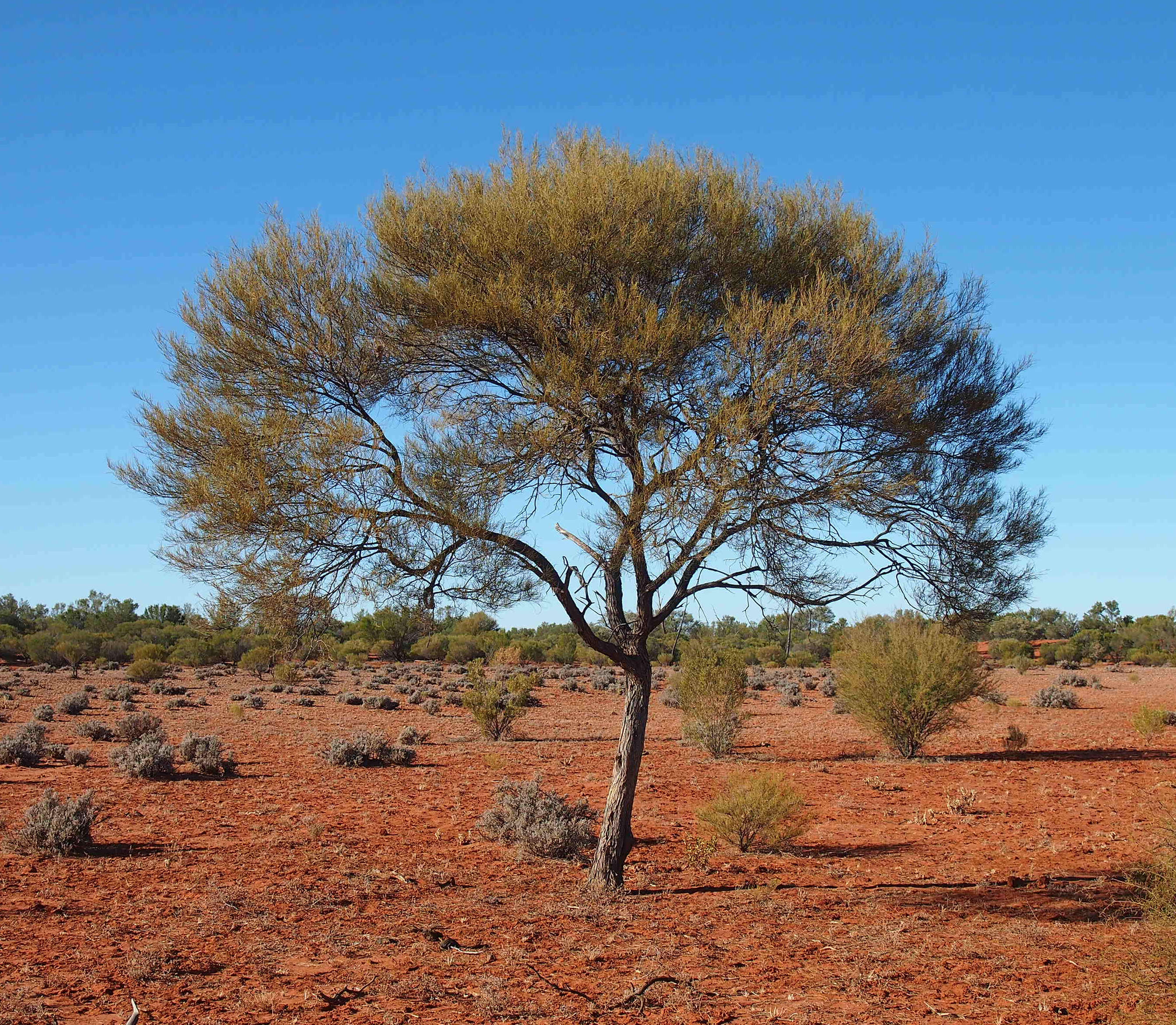 Image of Mulga