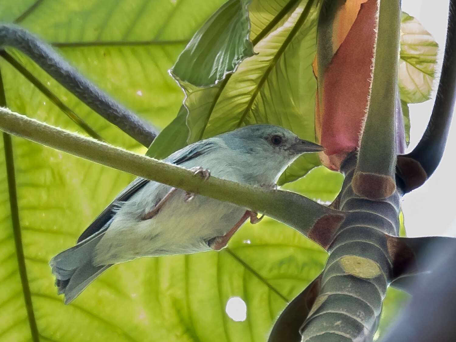 Imagem de Conirostrum margaritae (Holt 1931)