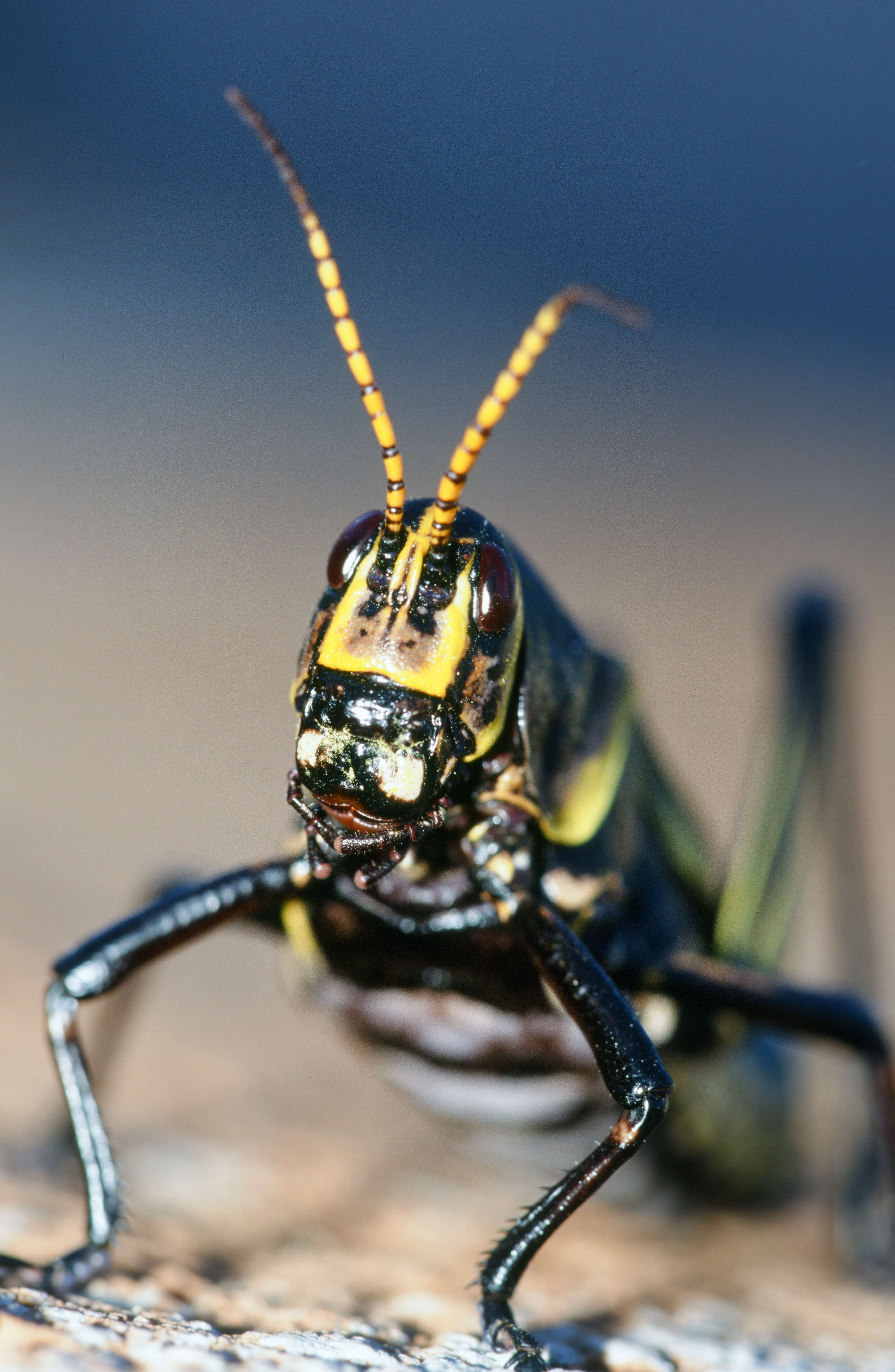 Image of Horse Lubber