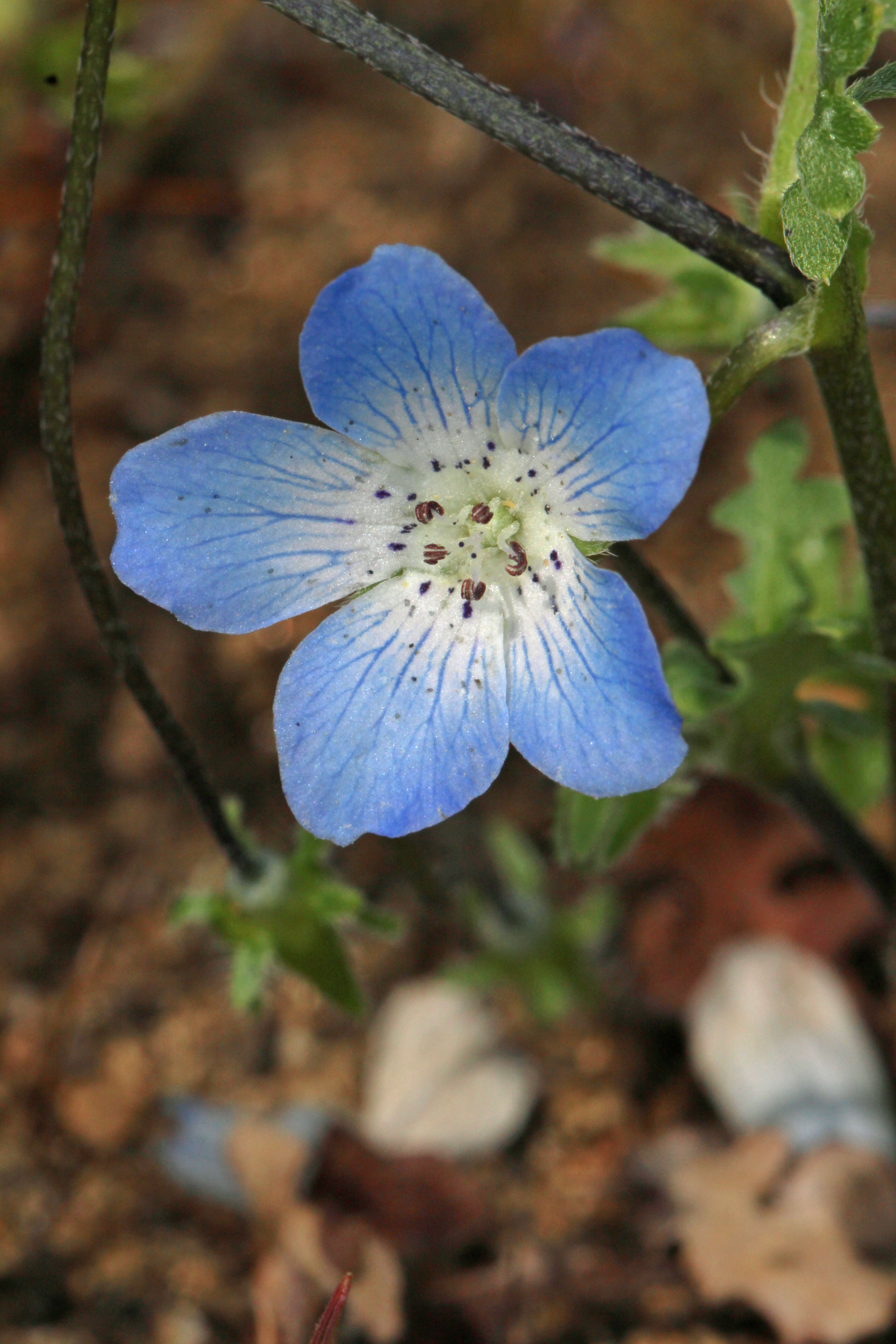 Image of baby blue eyes