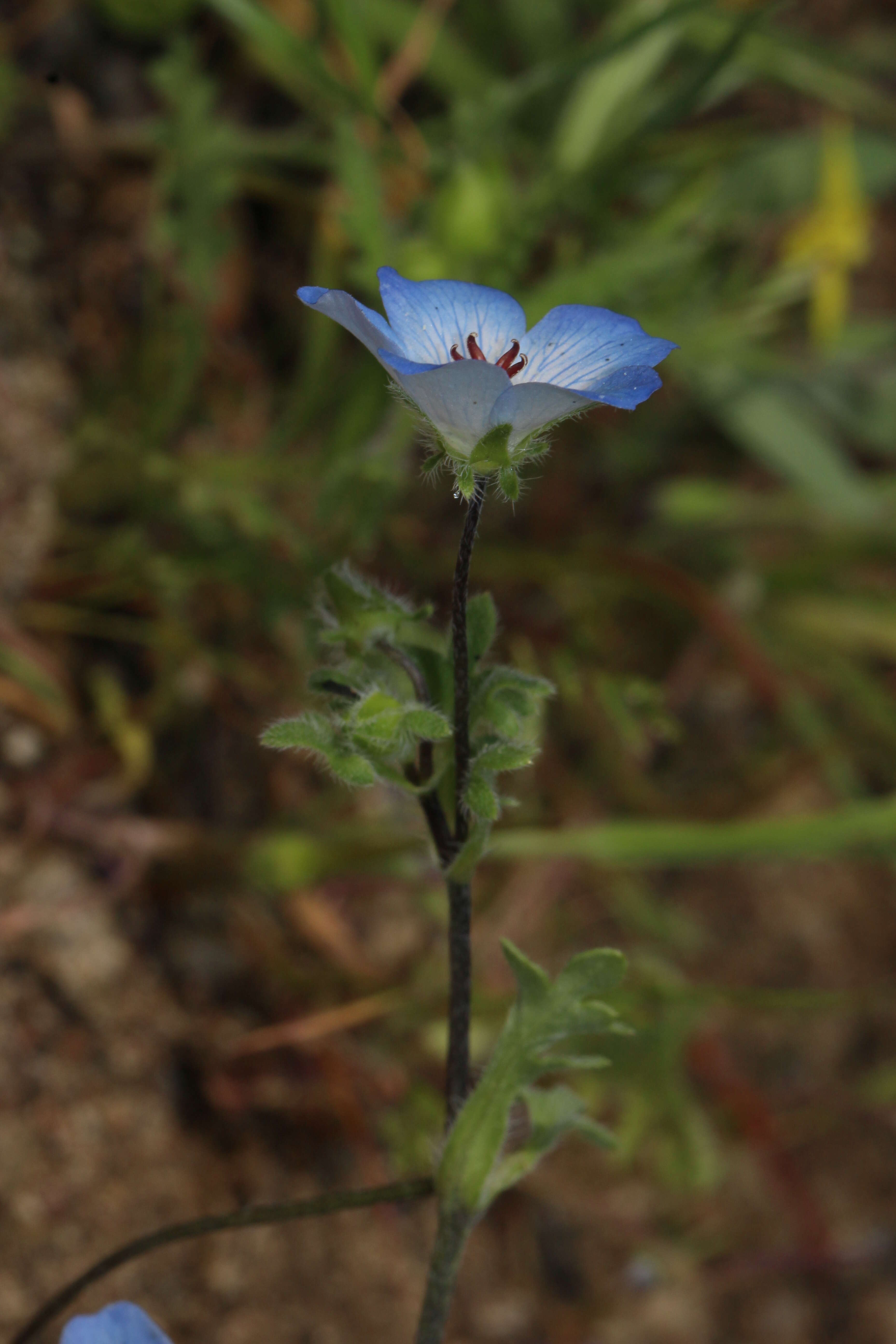 Image of baby blue eyes