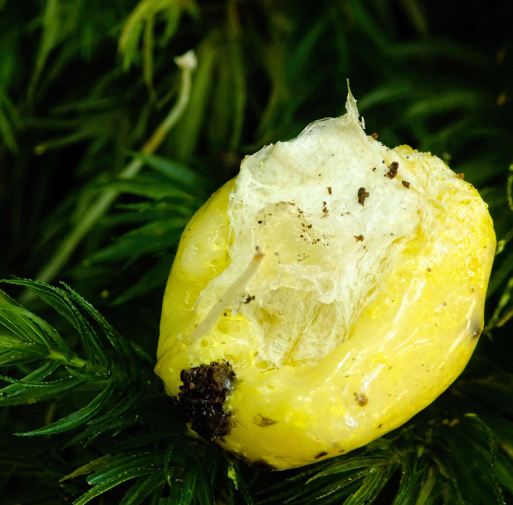 Image of Dog vomit slime mold