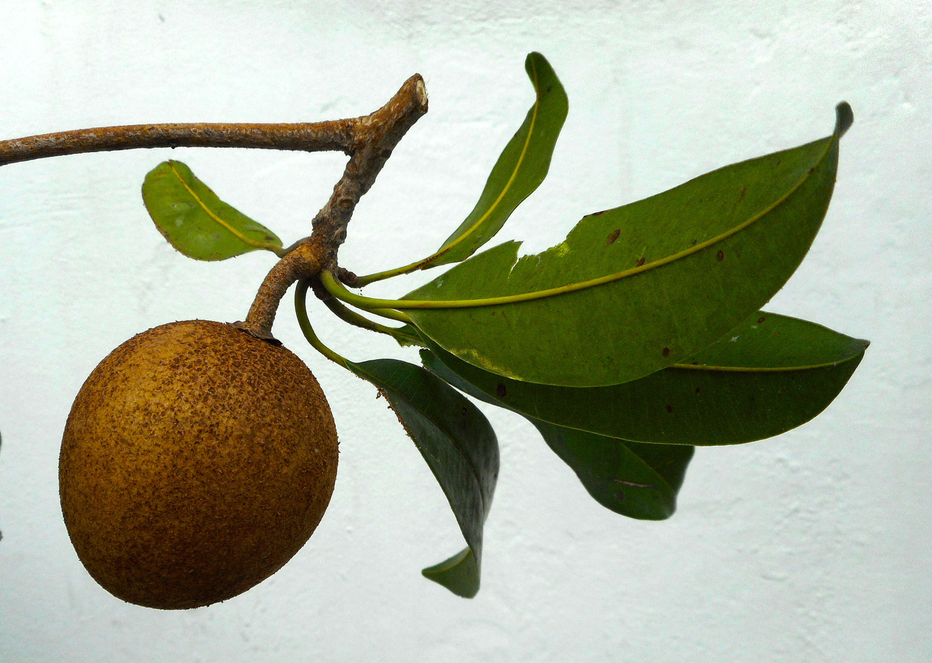 Image of sapodilla