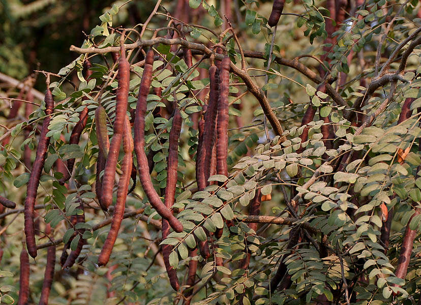 Cassia roxburghii DC. resmi