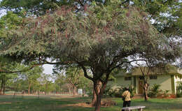 Cassia roxburghii DC. resmi