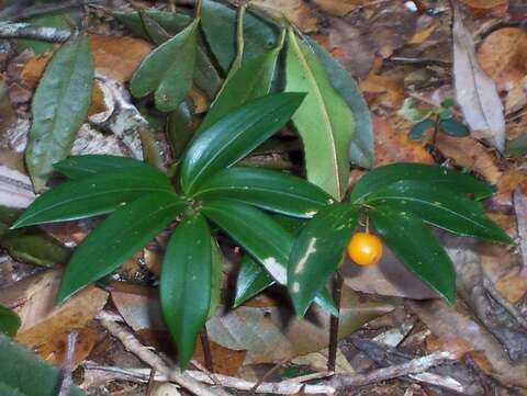 Image of Drymophila moorei Baker