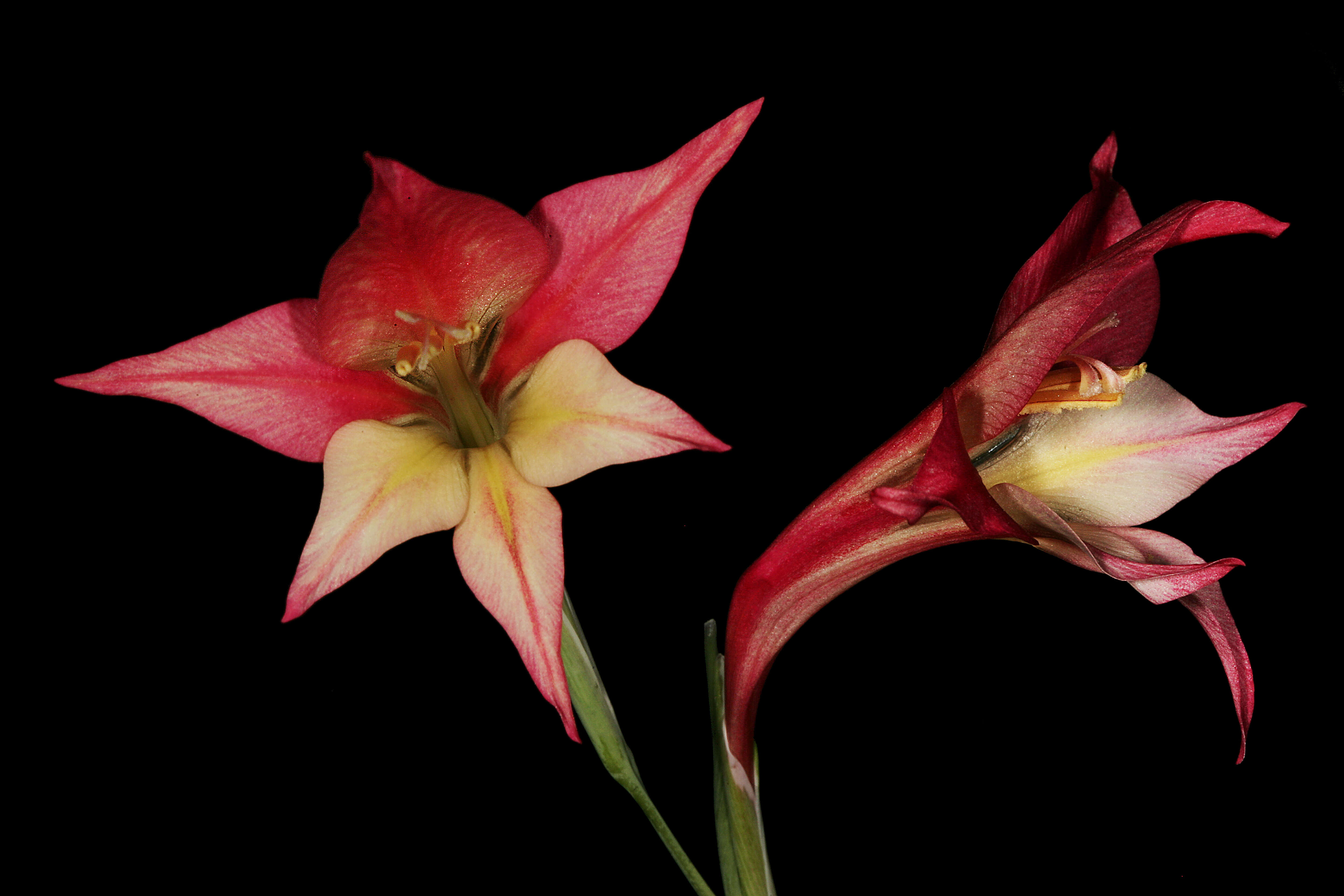 Imagem de Gladiolus tristis L.