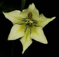 Imagem de Gladiolus tristis L.