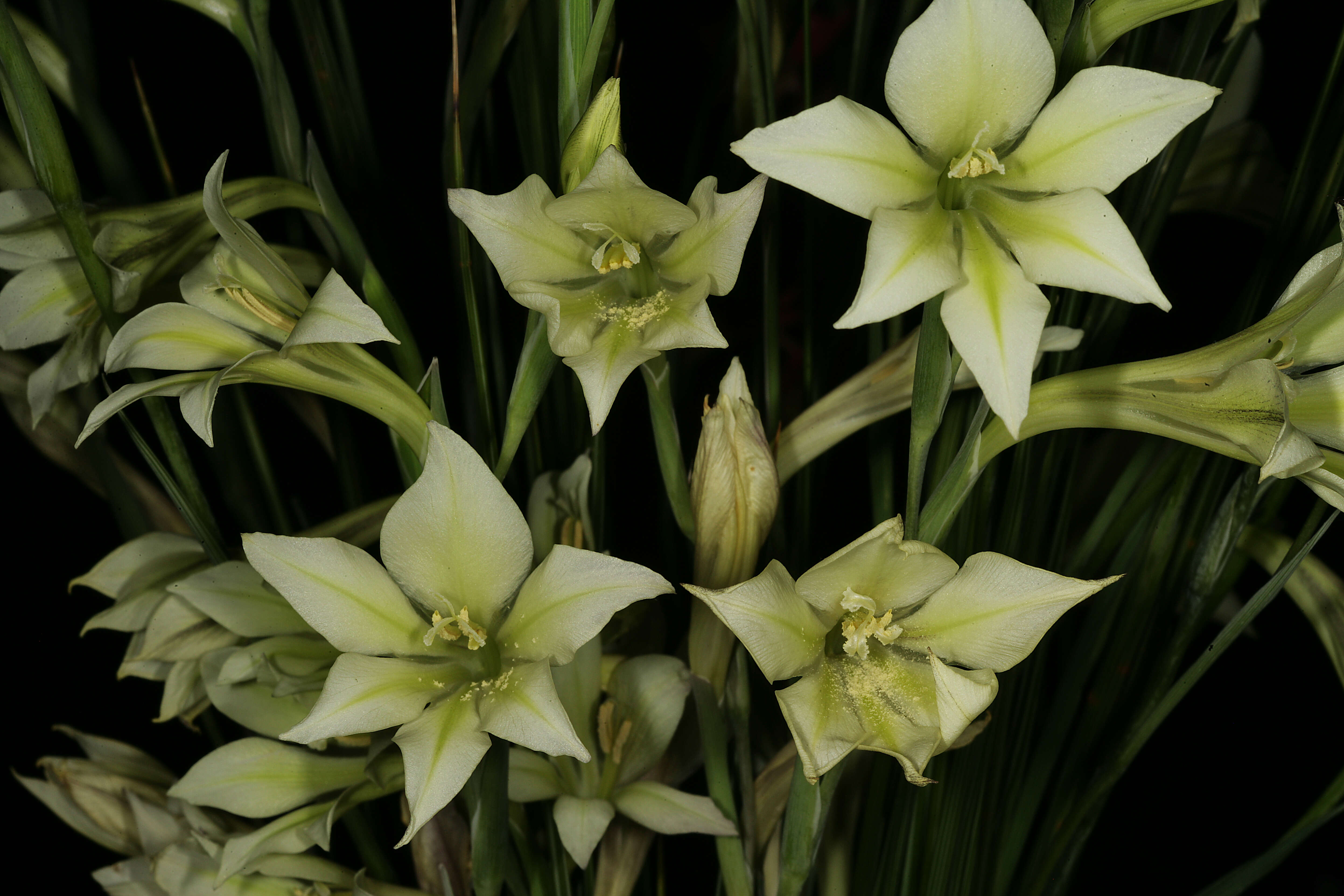 Imagem de Gladiolus tristis L.