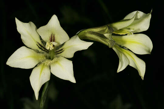 Image of ever-flowering gladiolus