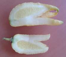 Image de Citrus medica var. sarcodactylis