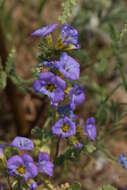 Image of Fremont's phacelia