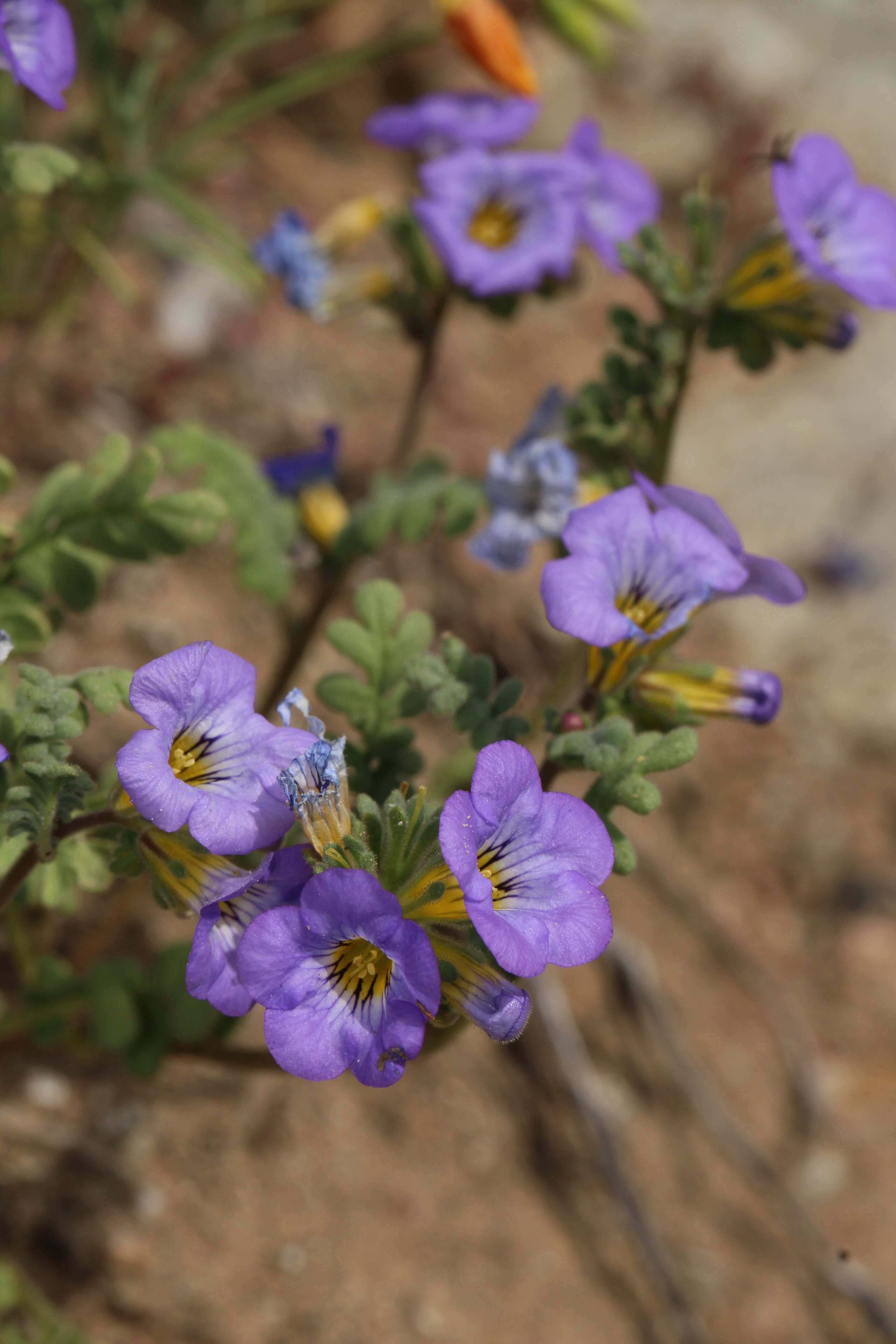 Image of Fremont's phacelia