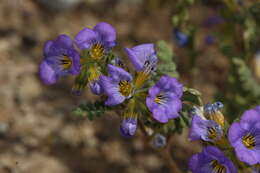 Image of Fremont's phacelia