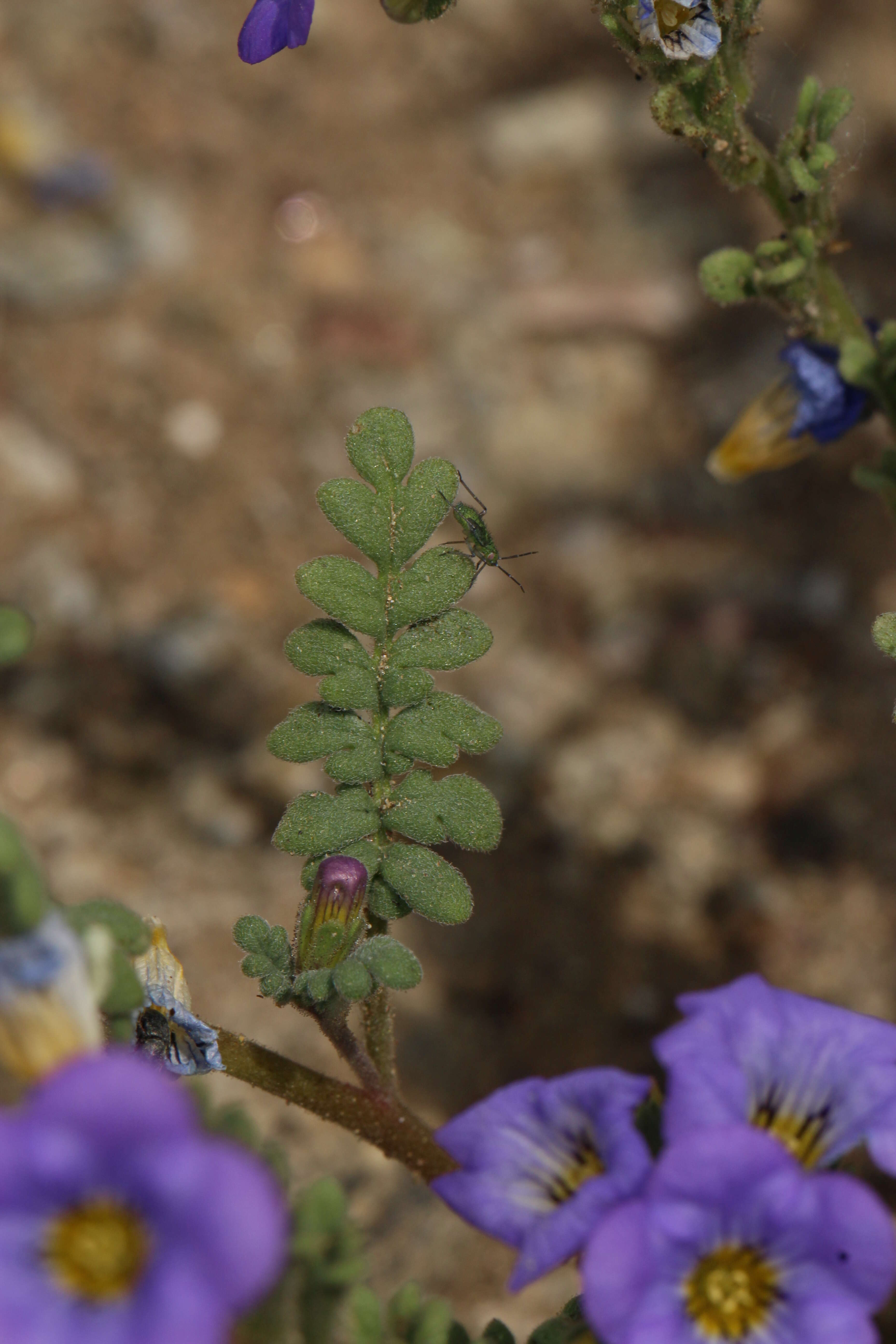 Image of Fremont's phacelia