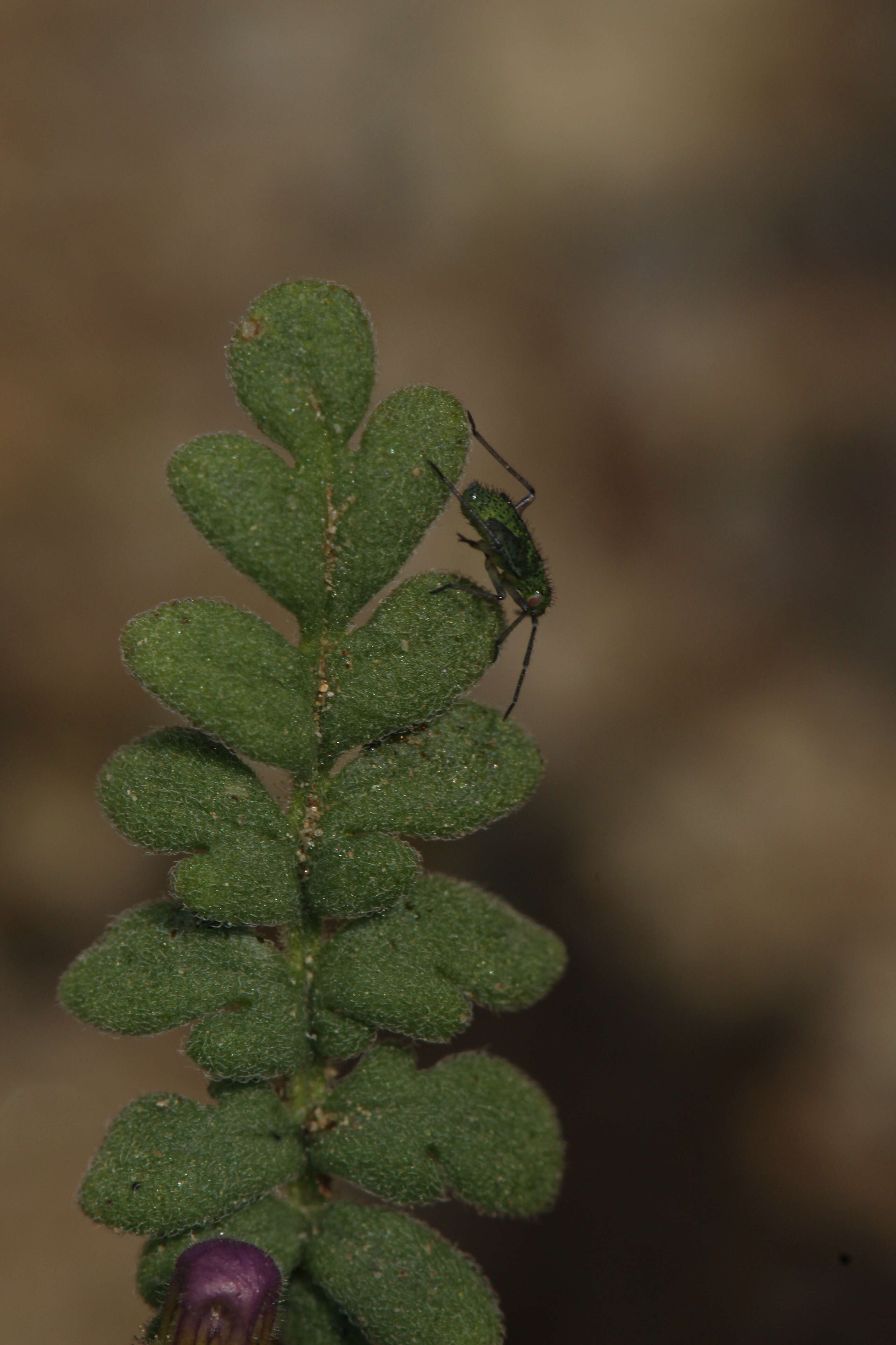 Image of Fremont's phacelia