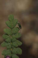 Image of Fremont's phacelia