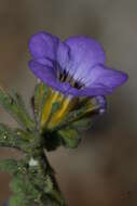 Image of Fremont's phacelia