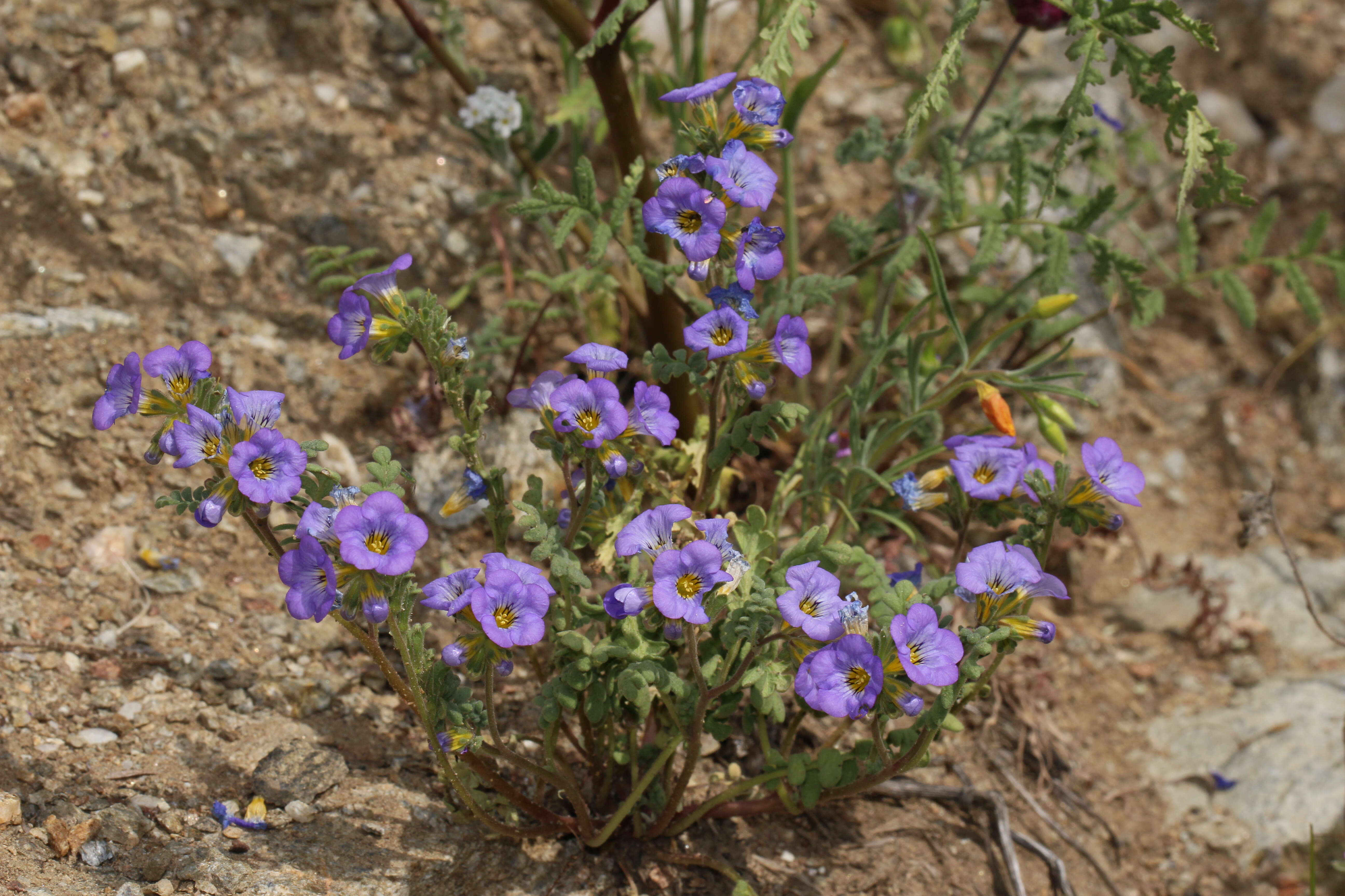 Image of Fremont's phacelia