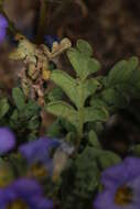 Image of Fremont's phacelia