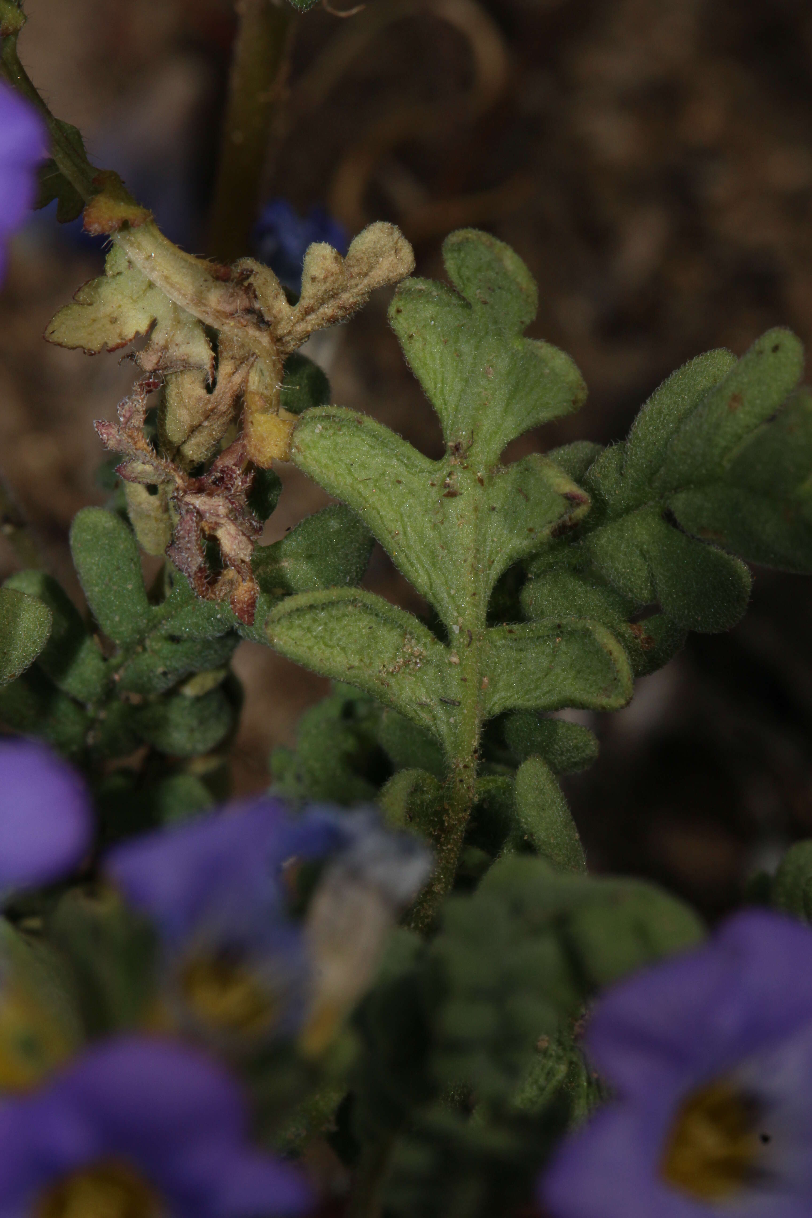 Image of Fremont's phacelia