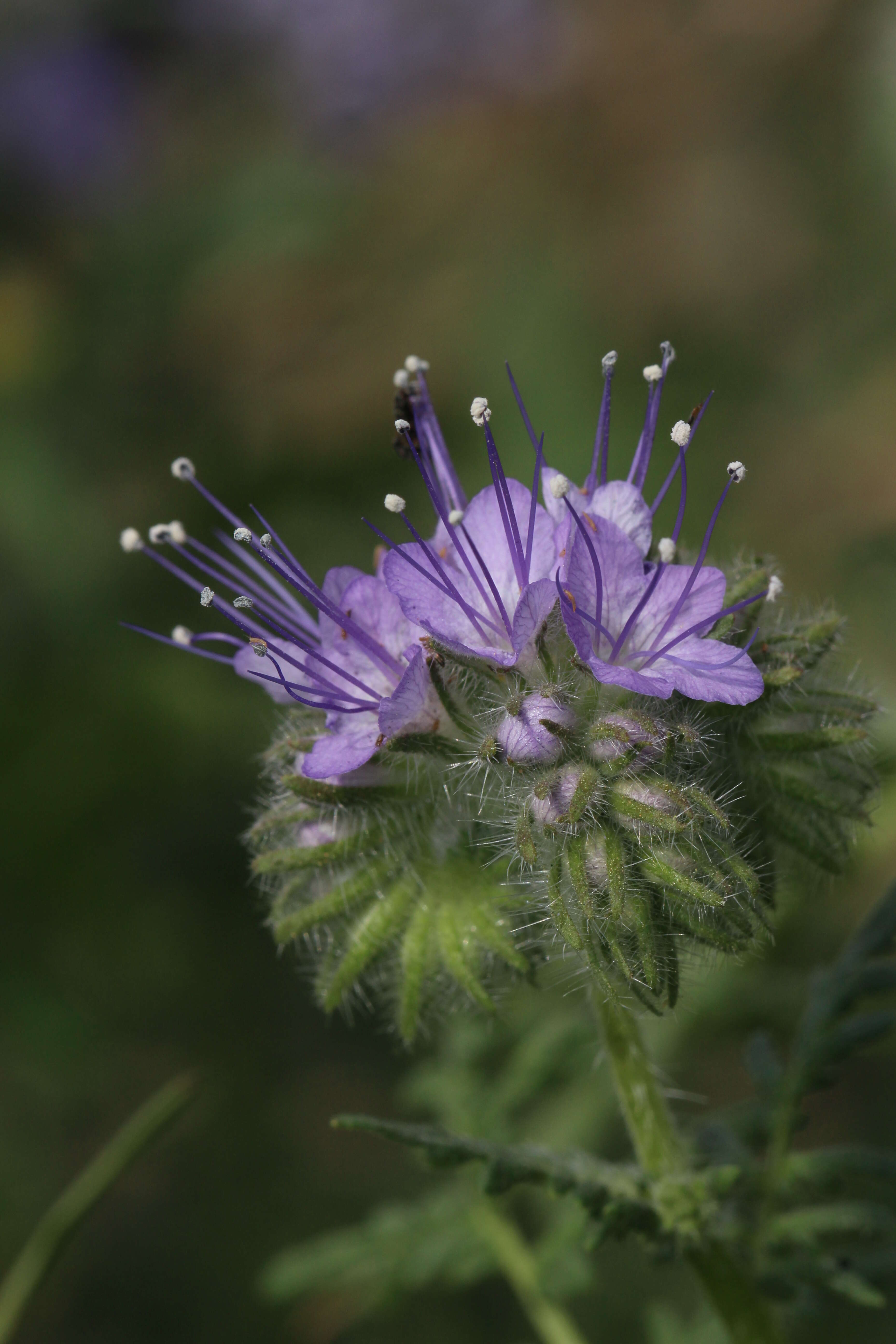 Image de Phacélie à feuilles de tanaisie