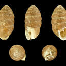 Image of Orcula dolium (Draparnaud 1801)