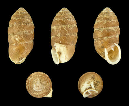 Image of Orcula dolium (Draparnaud 1801)