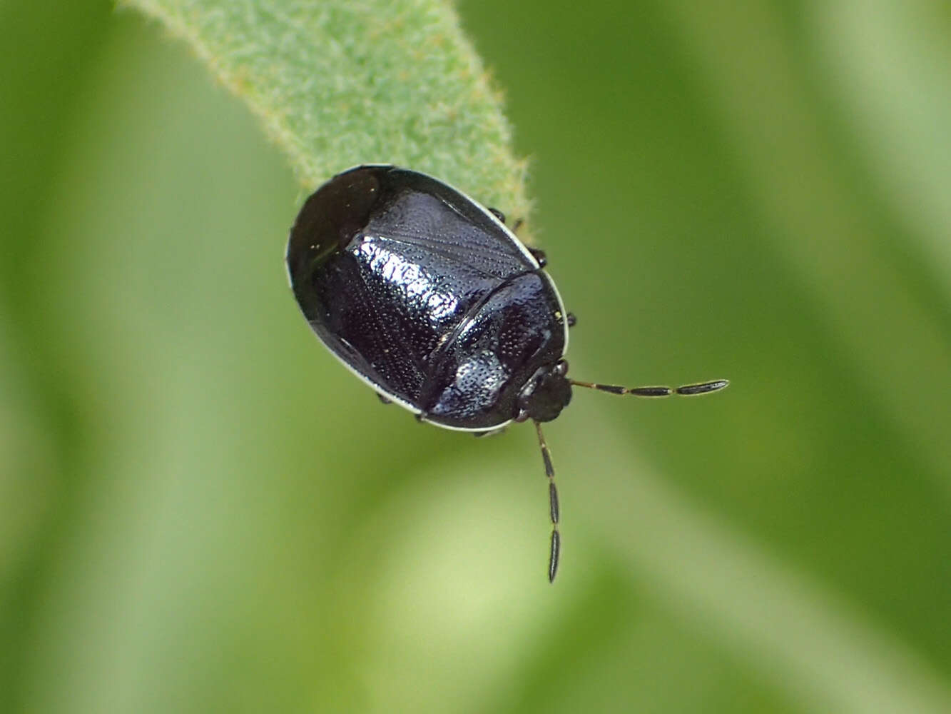 Image of White-margined Burrower Bug