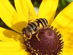 Слика од Eristalis transversa Wiedemann 1830