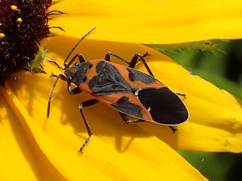 Image of Common milkweed bug