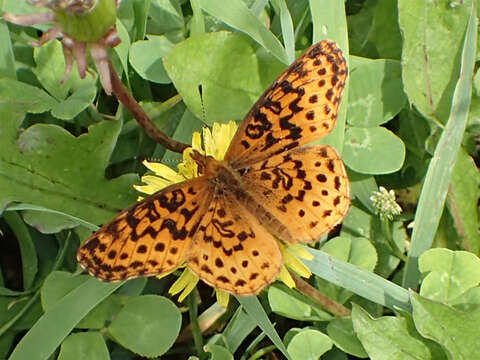 Plancia ëd Boloria bellona