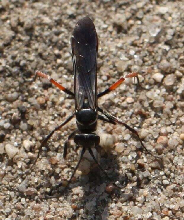 Image of Episyron rufipes (Linnaeus 1758)