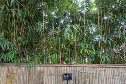 Image of arrow bamboo