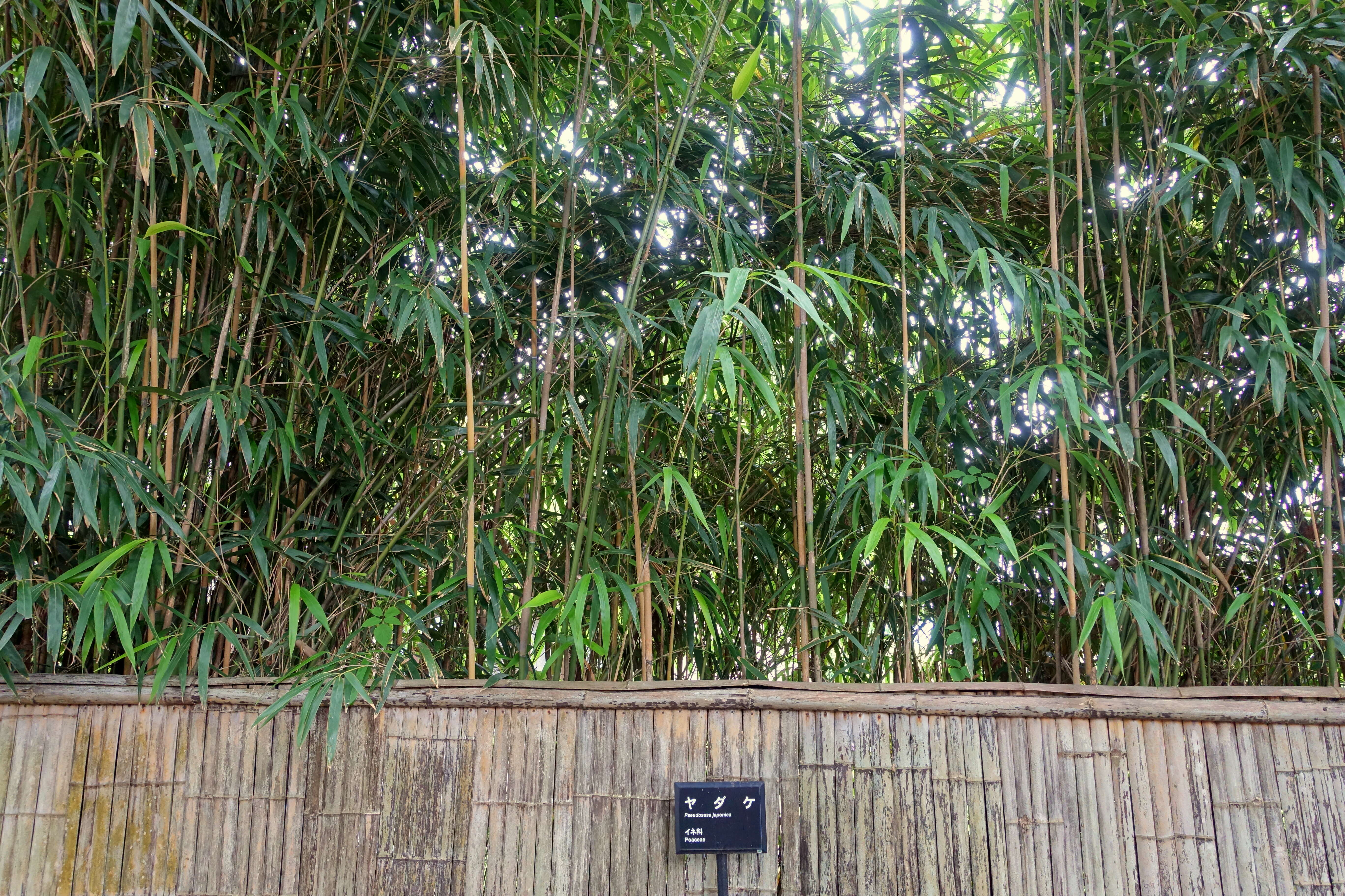 Image of arrow bamboo