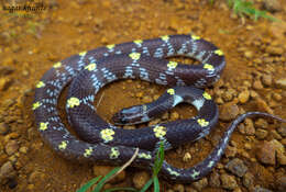 Image of Barred Wolf Snake